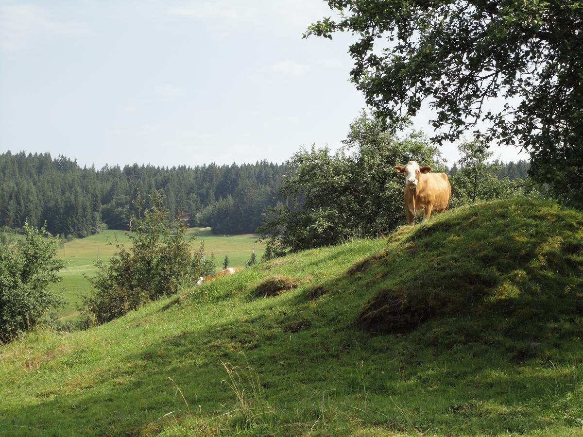 Pension Enzian Niederau Buitenkant foto